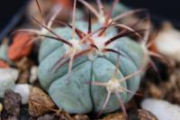 Echinocactus horizonthalonius PD 67